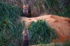 Dve líšky v húštine