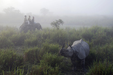 Nosorožce v národnom parku v Indii