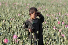Chlapec v ópiovom poli