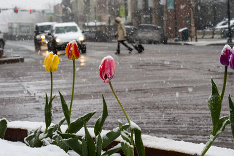 Colorado prekvapila snehová nádielka