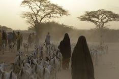 Ľudia v Somálsku vedú stáda kôz