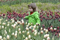 Kanadský tulipánový festival