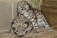 V Richmondskej Zoo sa narodili dve mláďatká vzácneho Leoparda snežného.