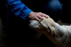 Opustený psík prijíma pohladenie