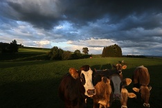 Fotografické kravičky