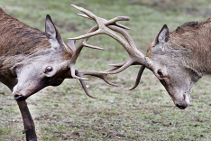 Súboj jeleňov 