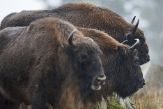 Tajomstvo európsky bizónov