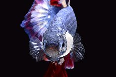 Rybka vo farbách thajskej vlajky