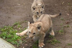 Hravé trojmesačné levíčatá