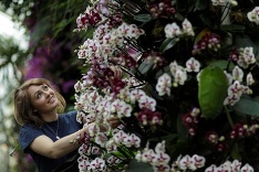 Orchideový festival 2017 