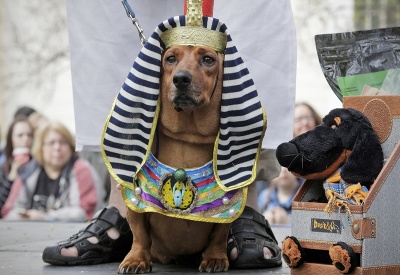 Jazvečík v kostýme egyptskej sfingy