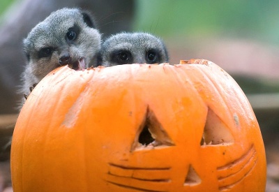 Surikaty sa pripravujú na Halloween