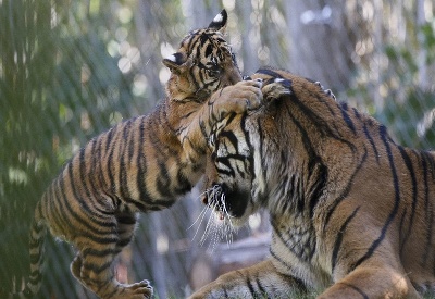 Tiger sumatranský v ZOO