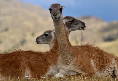 Guanacos