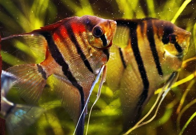 Pestrofarebné rybky