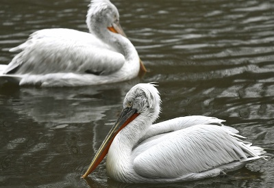 Prírastok v košickej Zoo