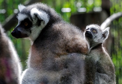 Tohtoročný prírastok v bratislavskej ZOO