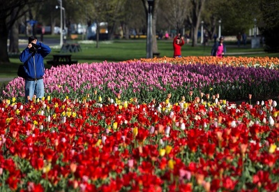 Všade samé tulipány