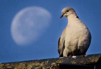 Romantiky nie je nikdy dosť