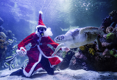 Santa v akváriu Santa v akváriu