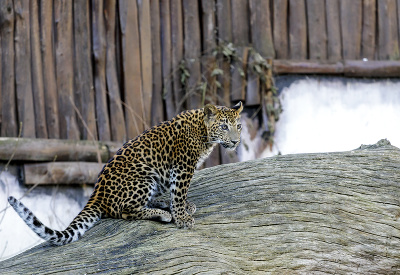 Leopard cejlónsky Leopard cejlónsky