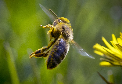Včela pokrytá peľom Včela pokrytá peľom