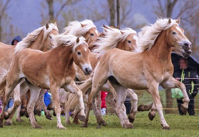 Haflingerské kone sa prvý krát prebehli