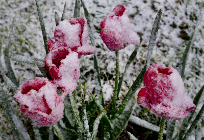 Snehová pokrývka prekvapila tulipány. 