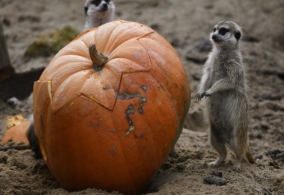 Halloween na zvierací spôsob Halloween na zvierací spôsob