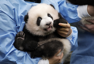 Kuk! Kuk!