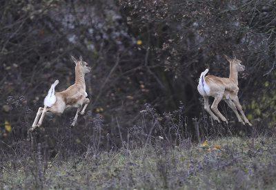 Hop! Hop!