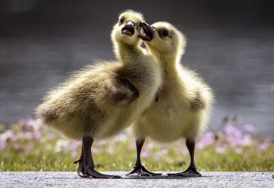 Aj my sa chceme hrať