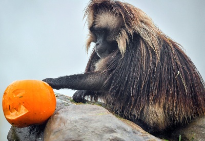 Príprava na Halloween