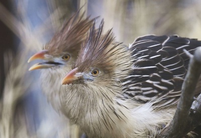 Noví obyvatelia košickej ZOO Noví obyvatelia košickej ZOO