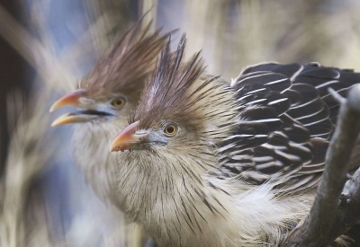 Noví obyvatelia košickej ZOO