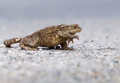 Pozor, teraz prechádzam ja! Pozor, teraz prechádzam ja!
