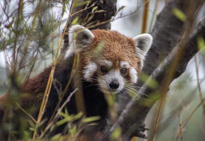 Panda červená