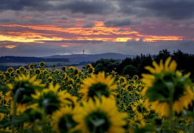 Ranná obloha nad slnečnicami Ranná obloha nad slnečnicami