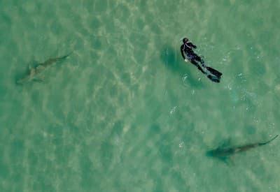 Tieto žraloky vám nič nespravia