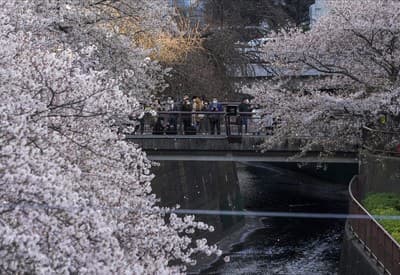Rozkvitnutá čerešňa