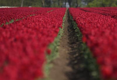 Tulipánové kráľovstvo