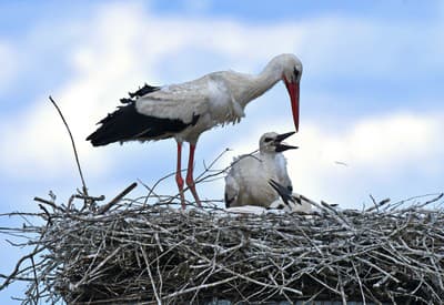 Mamáá, som hladný!