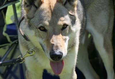 Aspoň kúsok tieňa