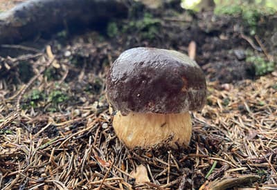 Už ste si nazbierali svoj košík húb? 