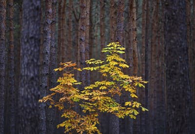 Strom hýriaci farbami