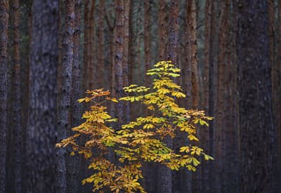 Strom hýriaci farbami
