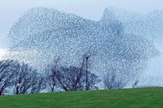 Nájazdy hladných vtákov