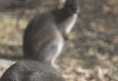 Niečo tu pekne vonia...