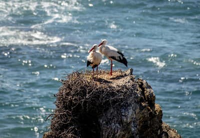 Dvaja kamoši na útese