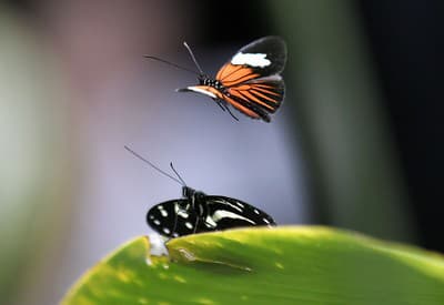 Pusti ma! Chcem si prisadnúť.